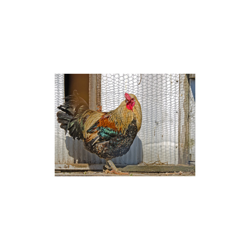 grillage a poules 2 mètres