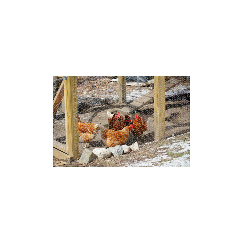 grillage a poule